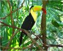 Keel Billed Toucan native to Central and South America and often seen and heard 